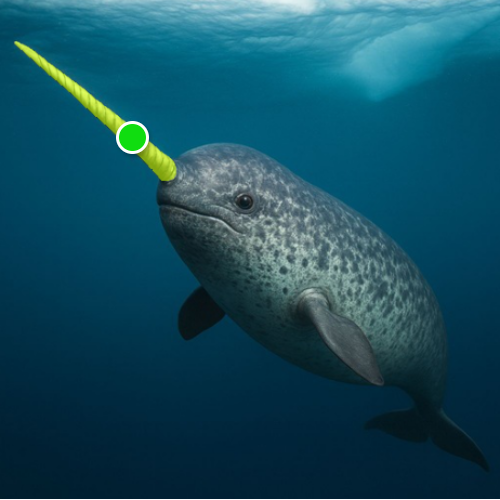 a narwhal image